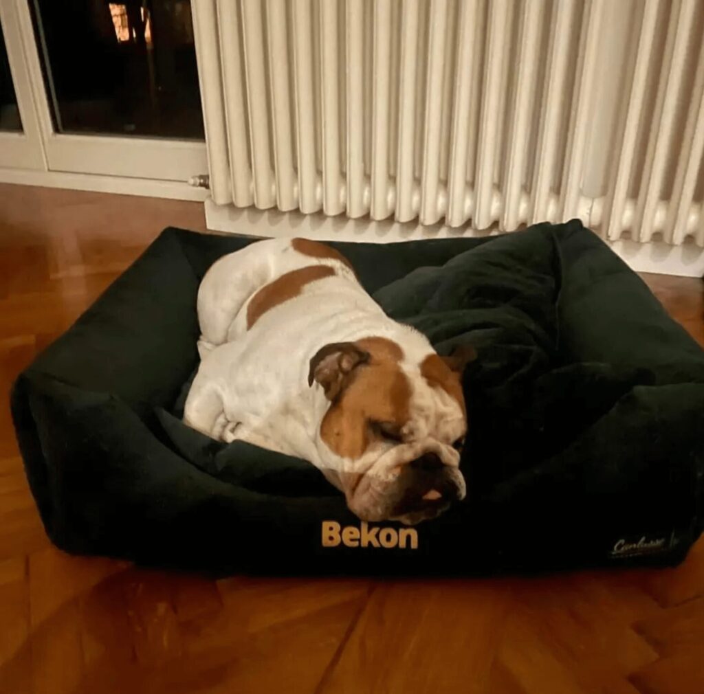 Legowisko dla buldoga angielskiego