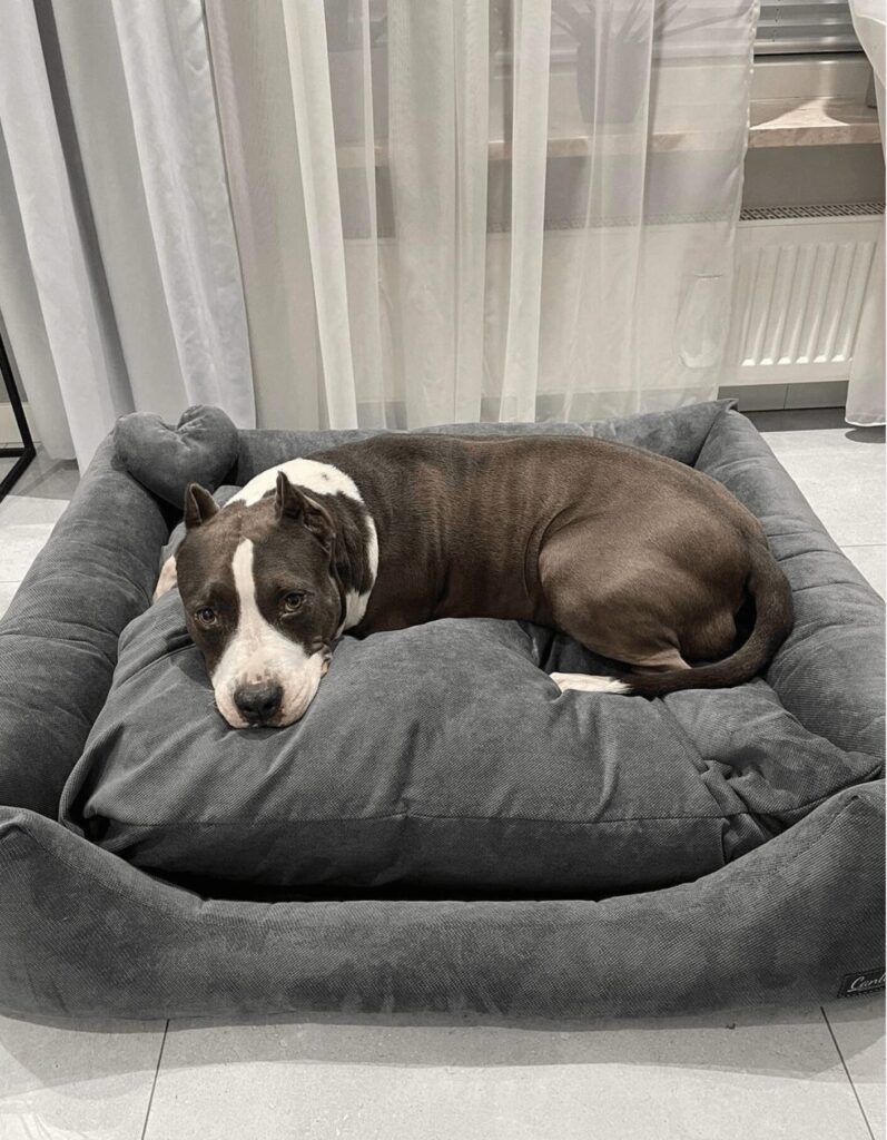 Legowisko dla pitbulla