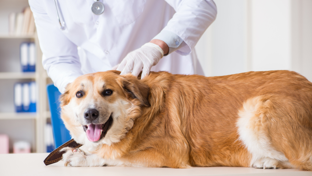 skręt żołądka u psa 2