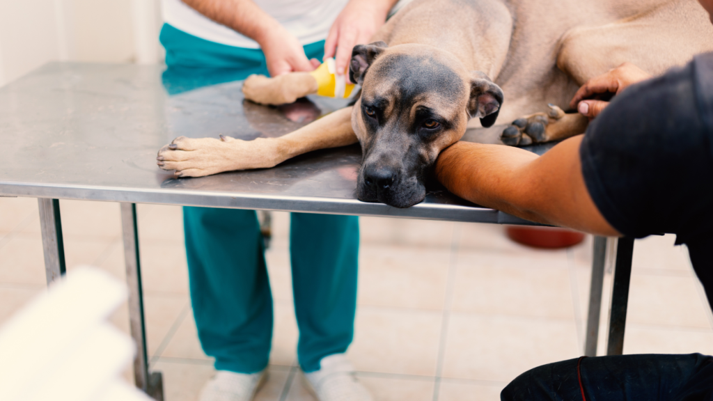 skręt żołądka u psa 3