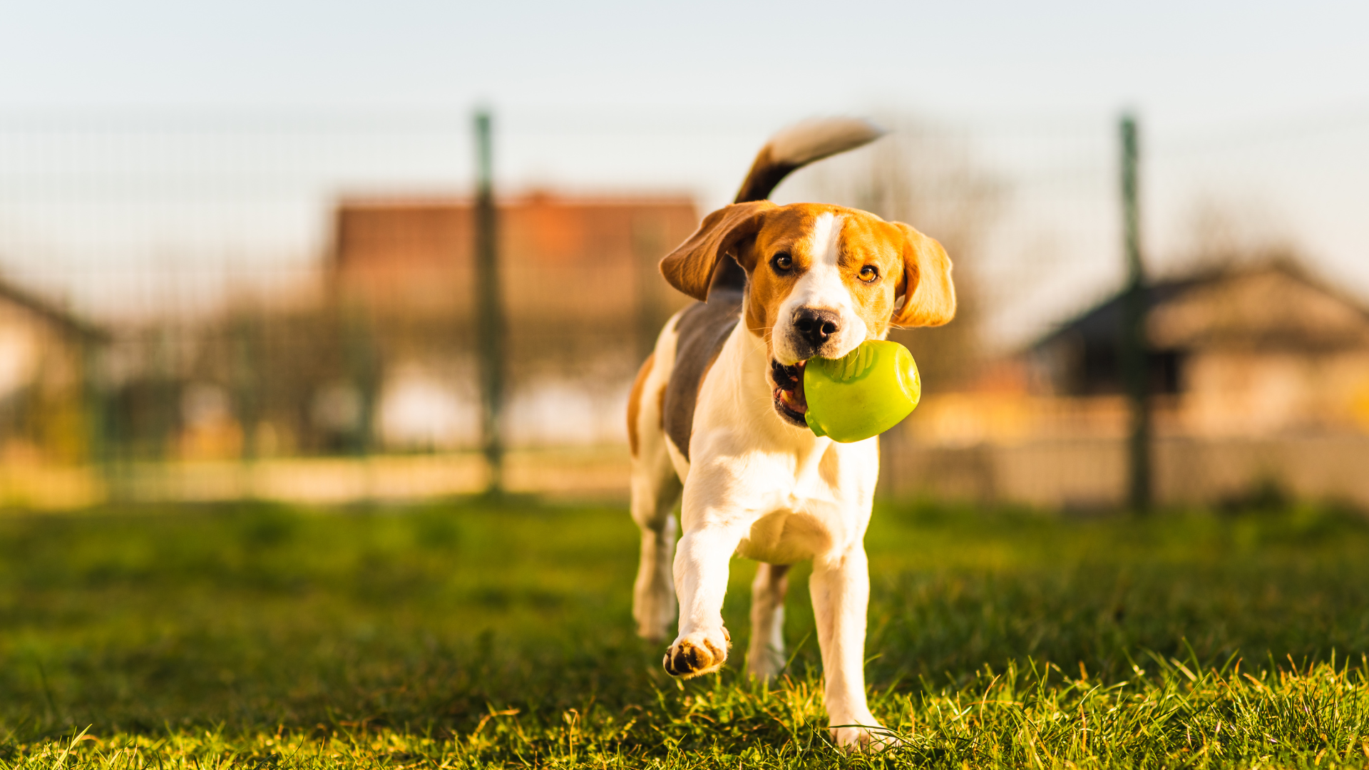 jak nauczyć psa aportować 1