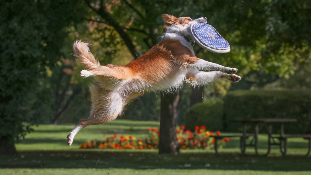 jak nauczyć psa aportować 2