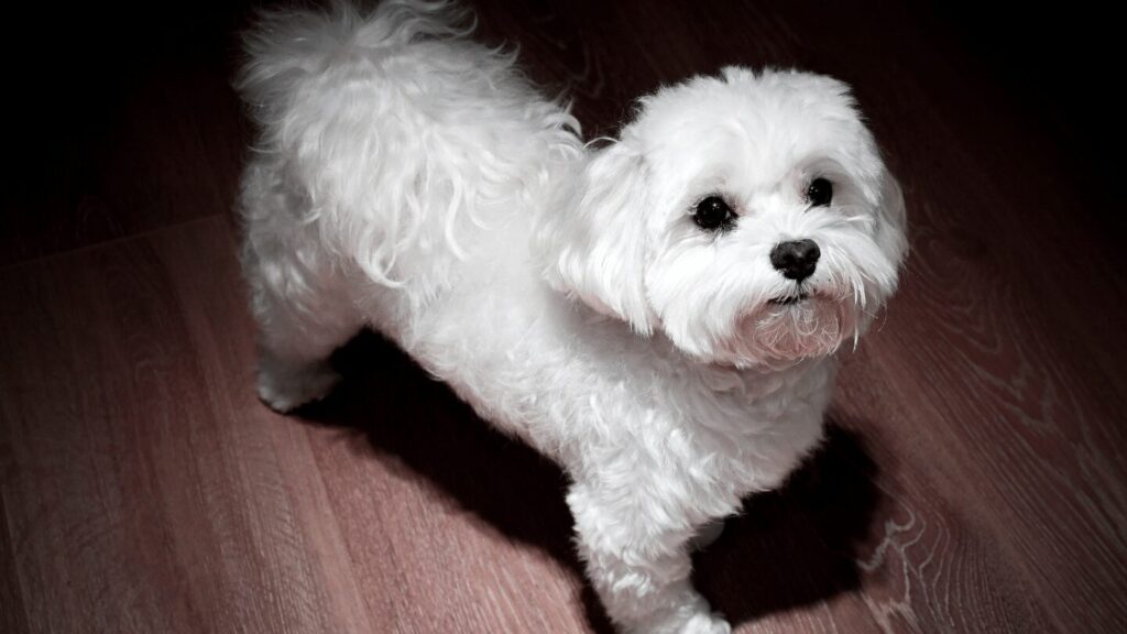 Szelki dla maltańczyka