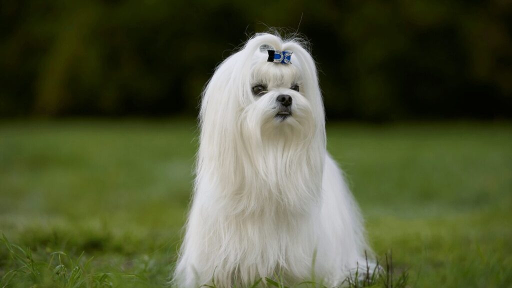 Szelki dla maltańczyka