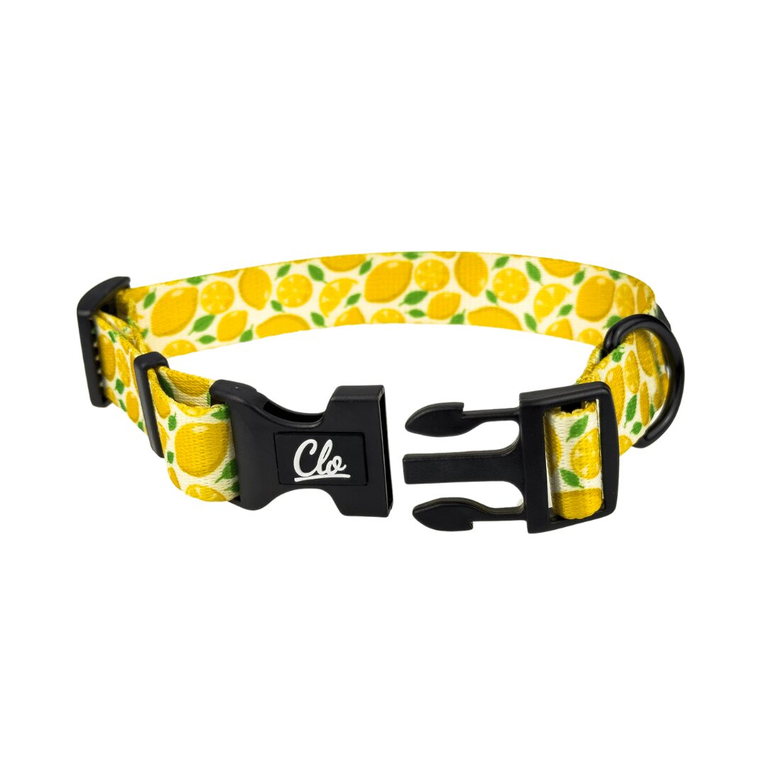 Obroża dla psa - Lemon - obrazek 3