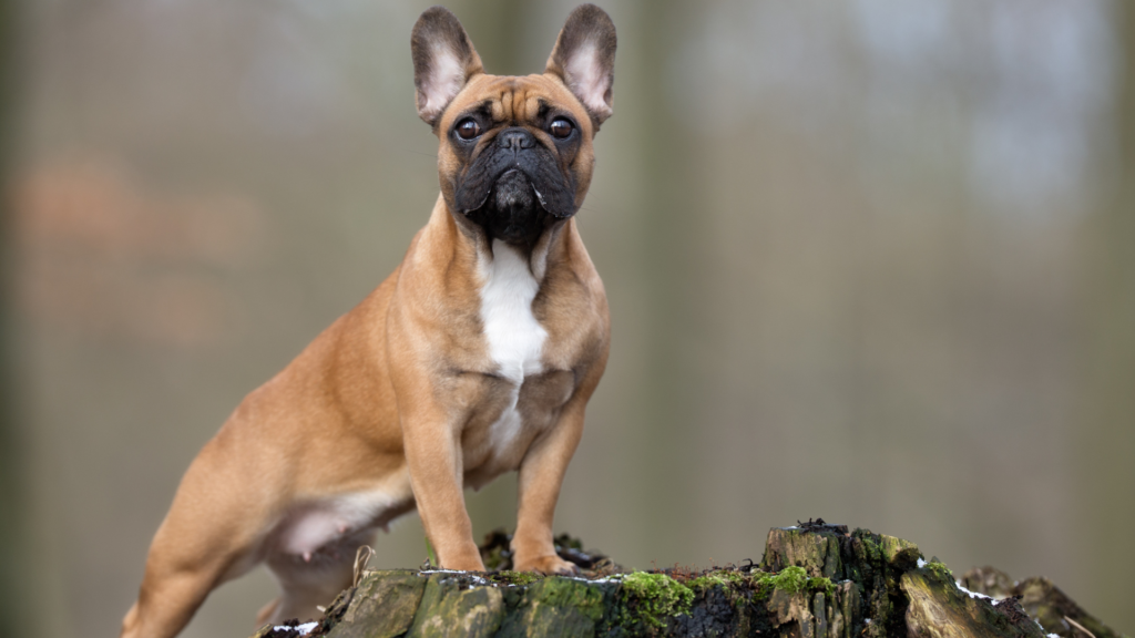Szelki dla buldoga francuskiego