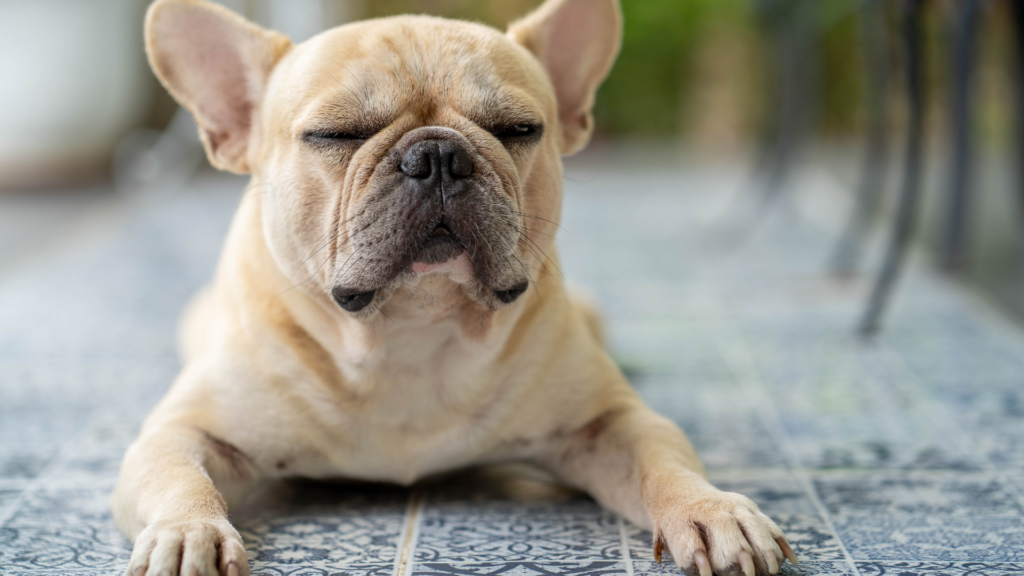 Szelki dla buldoga francuskiego