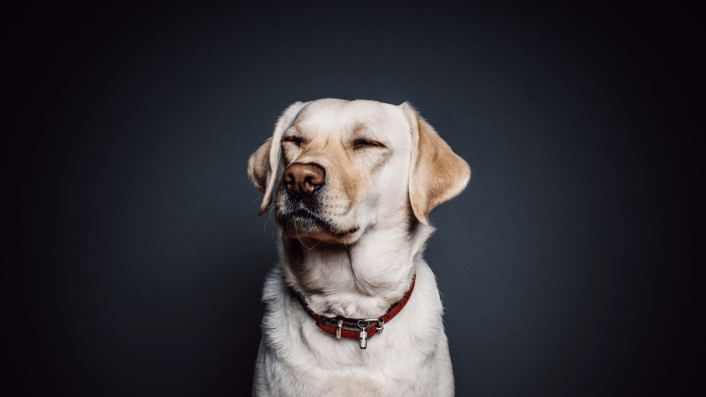 Szelki dla labradora