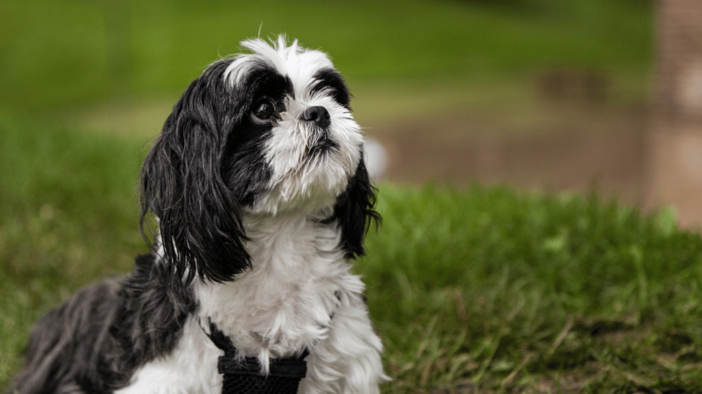Szelki dla shih tzu