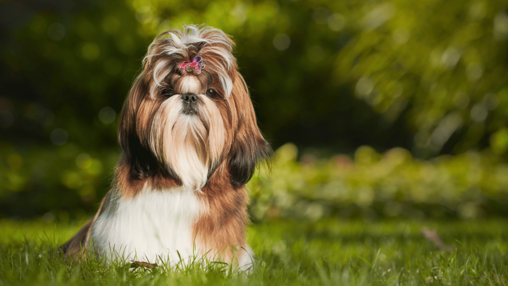 Szelki dla shih tzu
