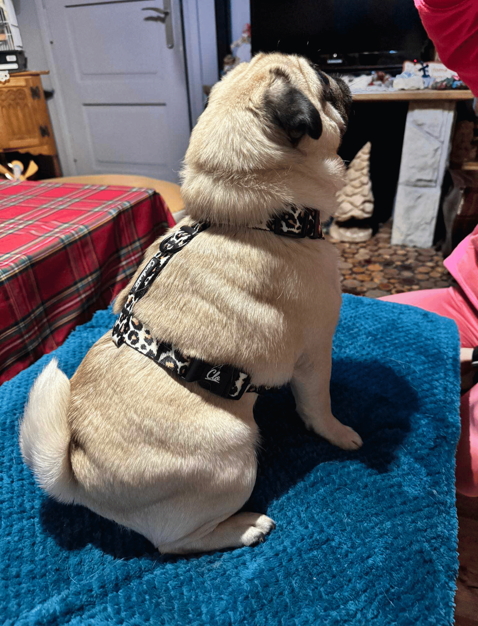 Szelki guard dla psa - Lemon - obrazek 13