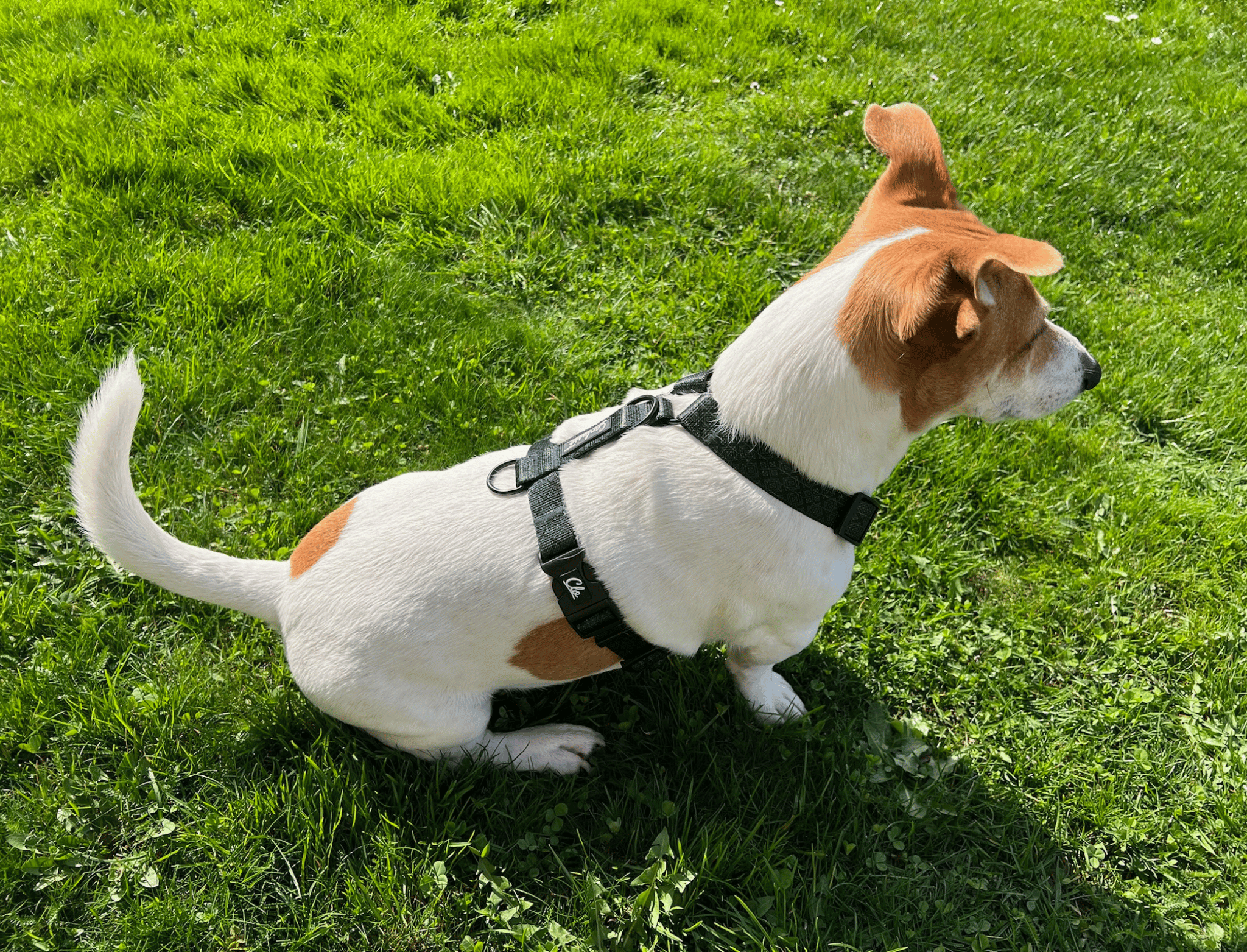 Szelki guard dla psa - Squares - obrazek 7