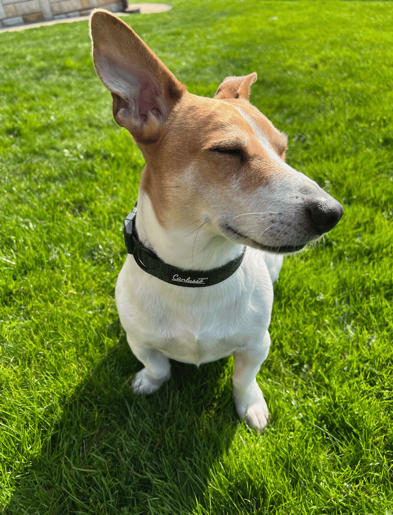 Obroża dla psa - Cherry - obrazek 4