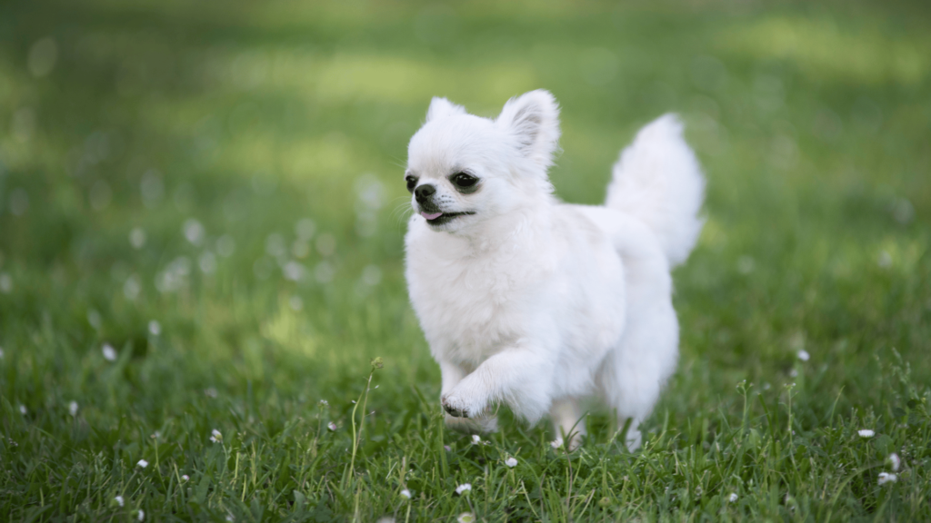 Szelki dla chihuahua