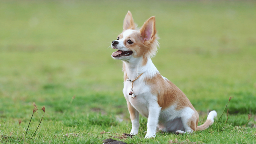 Szelki dla chihuahua