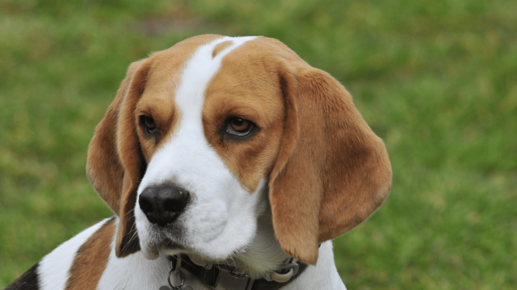 Szelki dla Beagle