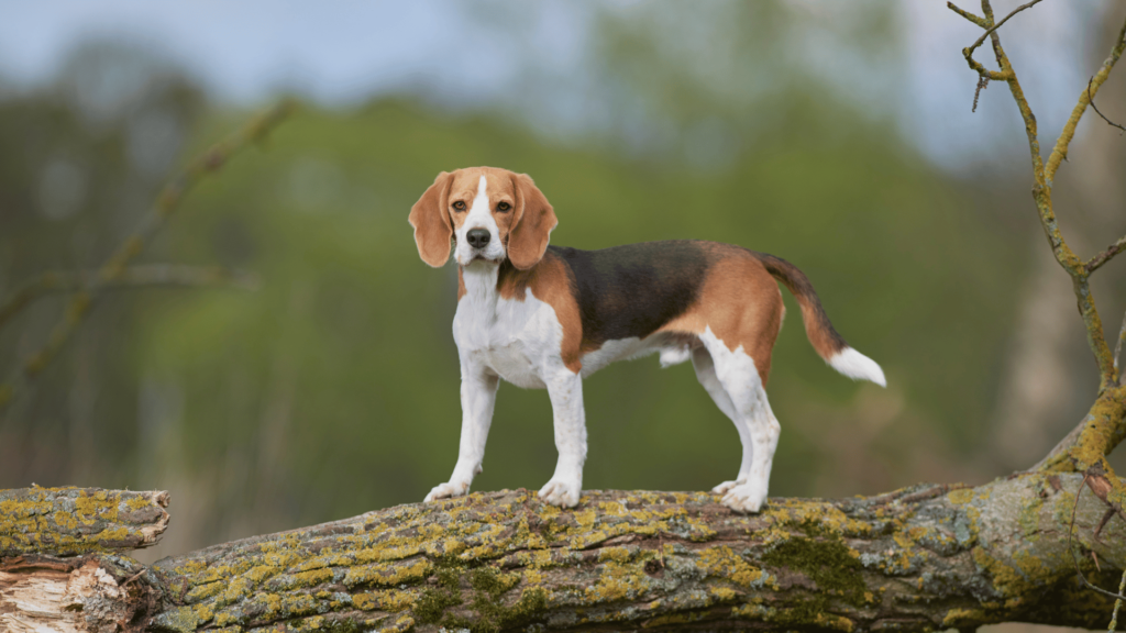 Szelki dla Beagle