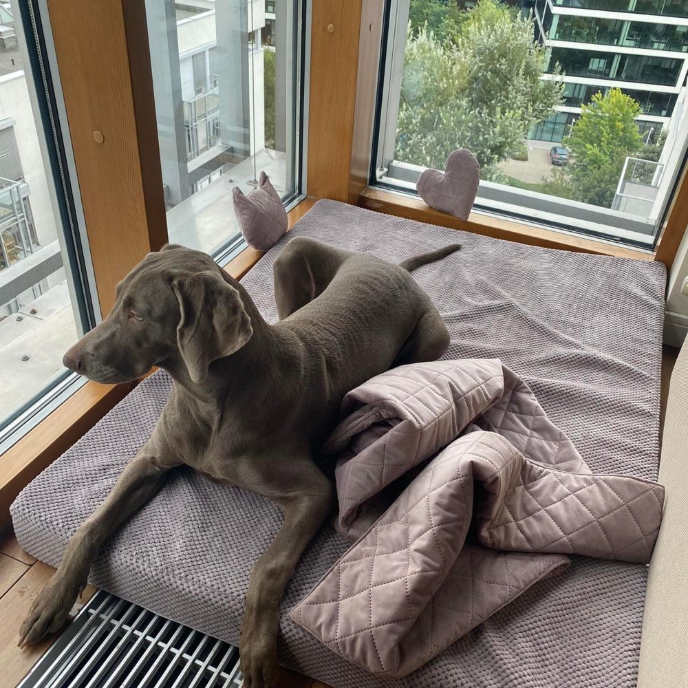 Legowisko ortopedyczne dla psa